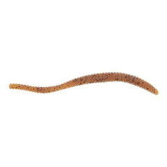APPÂT POWERBAIT TROUT WORM
