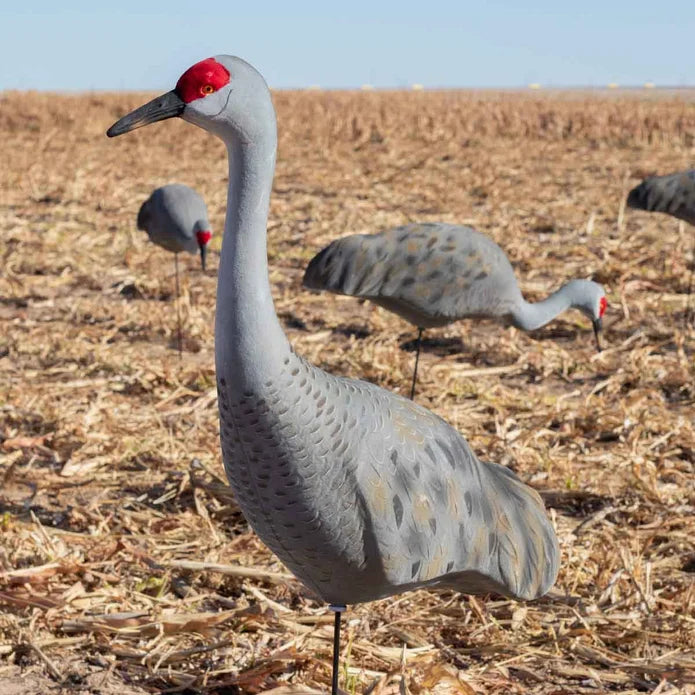 LIVE SANDHILL CRANE DECOYS UPRIGHT - 2 PACK / FINAL APPROACH