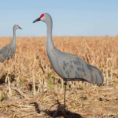 LIVE SANDHILL CRANE DECOYS UPRIGHT - 2 PACK / FINAL APPROACH