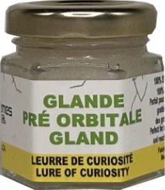GLANDE PRÉ-ORBITALE CHEVREUIL / EXTRÊMES C.G.