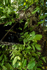 EXECTUTIONER 3 PERSON GROUND BLIND CERVIDAE CAMO / HME