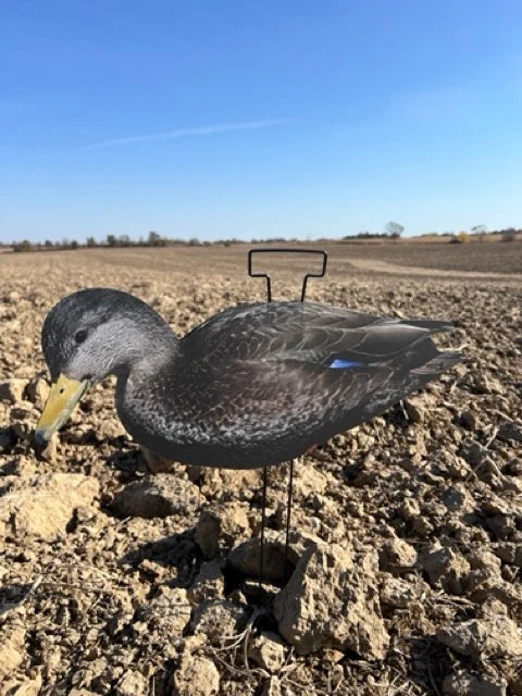 BLACK DUCK FULL FLOKED / DECCOY DADDY