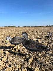 BLACK DUCK FULL FLOKED / DECCOY DADDY