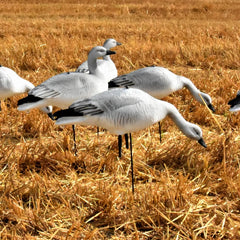 OIE JUVÉNILE / SKYFALL DECOYS