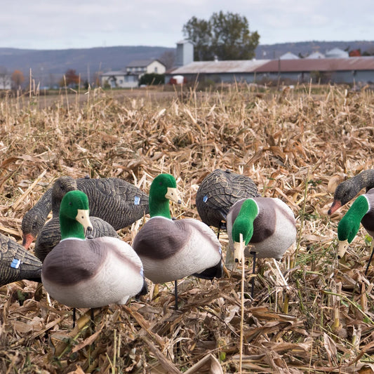 CANARD COLVERT / SKYFALL DECOYS