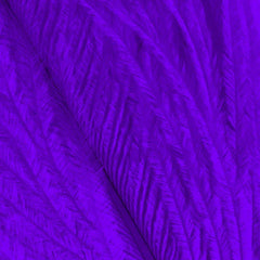 SHOR FISHING FIBRES D'AUTRUCHE