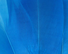 HARELINE SELECT GOOSE SHOULDER