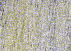 KRYSTAL FLASH HARELINE