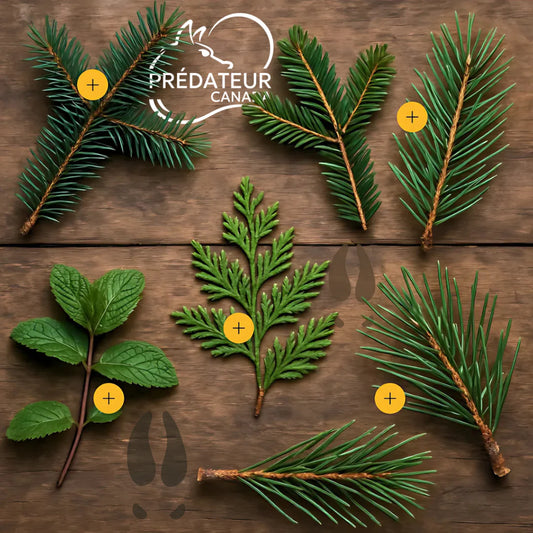 CAMOUFLEUR 30-06 / PRÉDATEUR