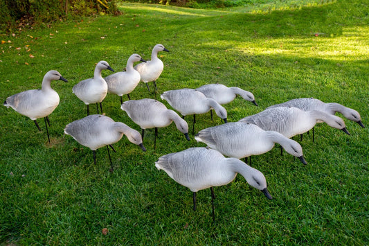 OIE JUVÉNILE / SKYFALL DECOYS