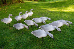 OIE JUVÉNILE / SKYFALL DECOYS